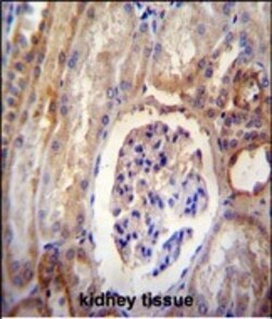 Invitrogen DYNLRB2 Polyclonal Antibody 400 &mu;L; Unconjugated:Antibodies,