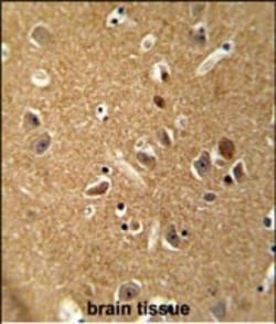 Invitrogen DAGLA Polyclonal Antibody 400 &mu;L; Unconjugated:Antibodies,