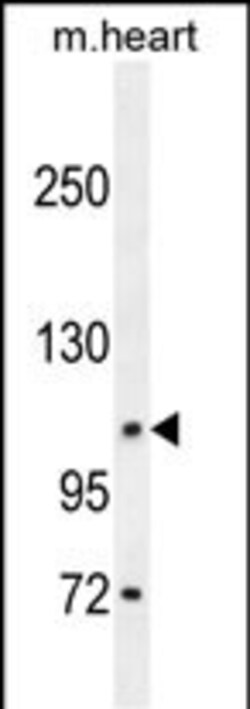 Invitrogen DAGLA Polyclonal Antibody 400 &mu;L; Unconjugated:Antibodies,