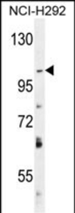 Invitrogen DAGLA Polyclonal Antibody 400 &mu;L; Unconjugated:Antibodies,