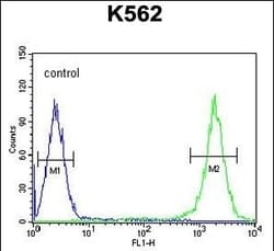 Invitrogen TFAM Polyclonal Antibody 400 &mu;L; Unconjugated:Antibodies,