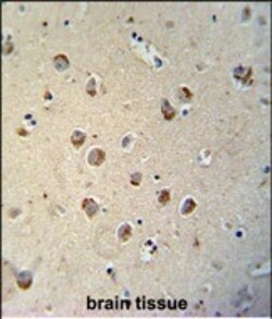 Invitrogen TECTB Polyclonal Antibody 400 &mu;L; Unconjugated:Antibodies,