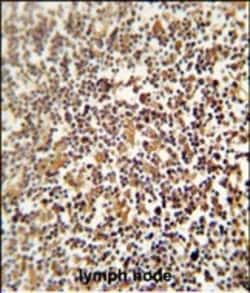 Invitrogen LRRC33 Polyclonal Antibody 400 &mu;L; Unconjugated:Antibodies,