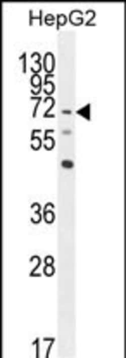 Invitrogen LRRC33 Polyclonal Antibody 400 &mu;L; Unconjugated:Antibodies,