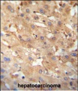 Invitrogen NEU4 Polyclonal Antibody 400 &mu;L; Unconjugated:Antibodies,