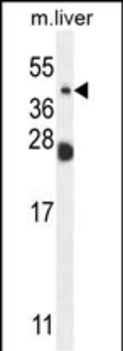 Invitrogen NEU4 Polyclonal Antibody 400 &mu;L; Unconjugated:Antibodies,