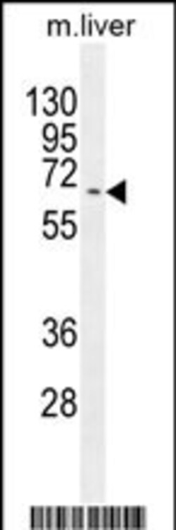 Invitrogen KY Polyclonal Antibody 400 &mu;L; Unconjugated:Antibodies, Polyclonal