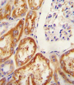 Invitrogen Claudin 16 Polyclonal Antibody 400 &mu;L; Unconjugated:Antibodies,