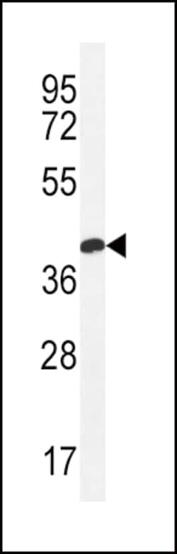 Invitrogen Claudin 16 Polyclonal Antibody 400 &mu;L; Unconjugated:Antibodies,