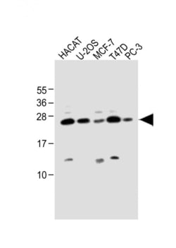 Invitrogen SCXA Polyclonal Antibody 200 &mu;L; Unconjugated:Antibodies,