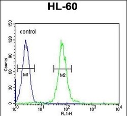 Invitrogen ABCD1 Polyclonal Antibody 400 &mu;L; Unconjugated:Antibodies,
