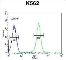 Invitrogen PAX1 Polyclonal Antibody 400 &mu;L; Unconjugated:Antibodies,