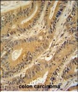Invitrogen GNAT3 Polyclonal Antibody 400 &mu;L; Unconjugated:Antibodies,