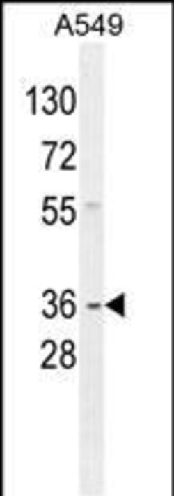 Invitrogen GNAT3 Polyclonal Antibody 400 &mu;L; Unconjugated:Antibodies,