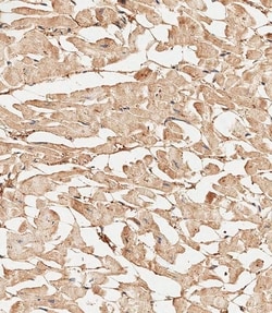 Invitrogen Collagen V Polyclonal Antibody 400 &mu;L; Unconjugated:Antibodies,