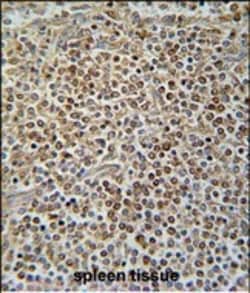 Invitrogen PAX7 Polyclonal Antibody 400 &mu;L; Unconjugated:Anticorps,