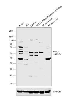 Invitrogen PAX7 Polyclonal Antibody 400 &mu;L; Unconjugated:Anticorps,
