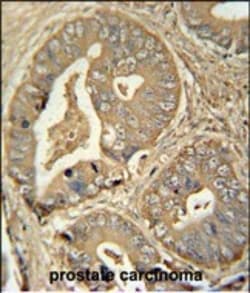 Invitrogen ISCA2 Polyclonal Antibody 400 &mu;L; Unconjugated:Antibodies,
