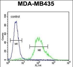 Invitrogen ZNF98 Polyclonal Antibody 400 &mu;L; Unconjugated:Antibodies,