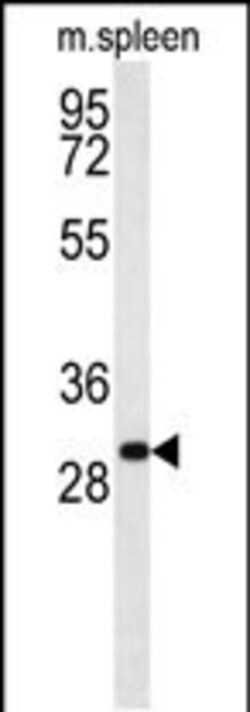 Invitrogen RTP1 Polyclonal Antibody 400 &mu;L; Unconjugated:Antibodies,