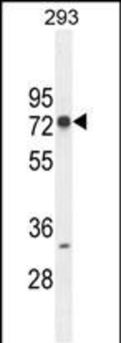 ZNF780A Polyclonal Antibody:Antibodies, Polyclonal