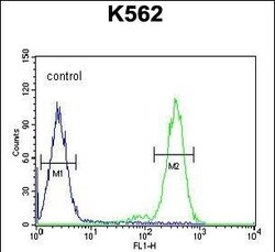 Invitrogen RTP4 Polyclonal Antibody 400 &mu;L; Unconjugated:Antibodies,