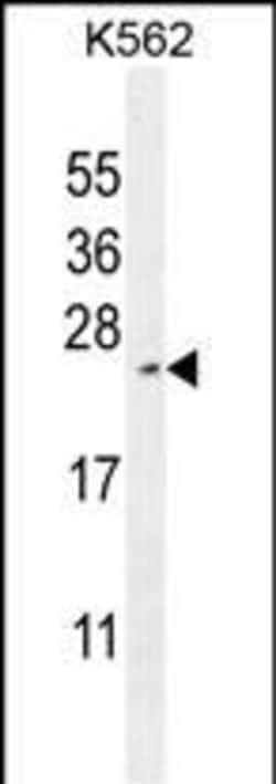 Invitrogen RTP4 Polyclonal Antibody 400 &mu;L; Unconjugated:Antibodies,
