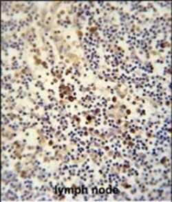 Invitrogen LY6G6C Polyclonal Antibody 400 &mu;L; Unconjugated:Antibodies,