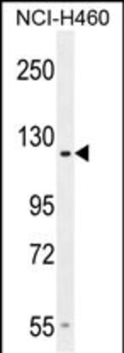 Invitrogen GPR144 Polyclonal Antibody 400 &mu;L; Unconjugated:Antibodies,