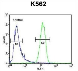 Invitrogen GAGE13 Polyclonal Antibody 400 &mu;L | Buy Online | Invitrogen&trade; | Fisher Scientific