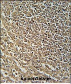 RASAL3 Polyclonal Antibody 400 &mu;L | Buy Online | Invitrogen | Fisher Scientific