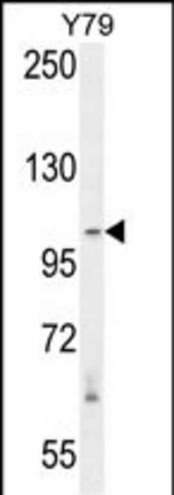 RASAL3 Polyclonal Antibody 400 &mu;L | Buy Online | Invitrogen | Fisher Scientific