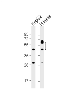 Invitrogen SPATC1 Polyclonal Antibody 400 μL; Unconjugated:Antibodies,