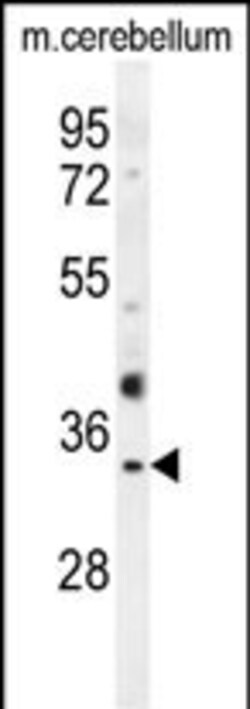 Invitrogen Olfr640 Polyclonal Antibody 400 &mu;L; Unconjugated:Antibodies,