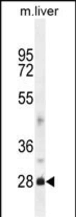 Invitrogen DNAJB8 Polyclonal Antibody 400 &mu;L; Unconjugated:Antibodies,