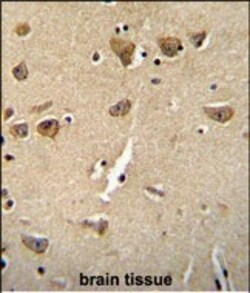 Invitrogen CPLX3 Polyclonal Antibody 400 &mu;L; Unconjugated:Antibodies,