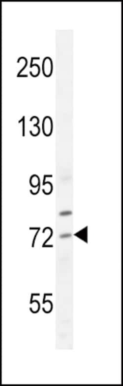 Invitrogen SREBP2 Polyclonal Antibody 400 &mu;L | Buy Online | Invitrogen&trade; | Fisher Scientific