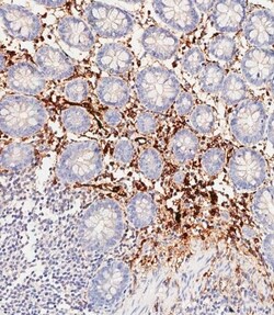 Invitrogen Haptoglobin Polyclonal Antibody 400 &mu;L; Unconjugated:Antibodies,