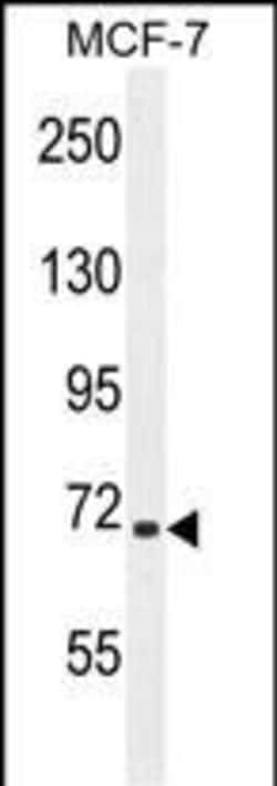 Invitrogen SEL1L Polyclonal Antibody 400 &mu;L; Unconjugated:Antikroppar