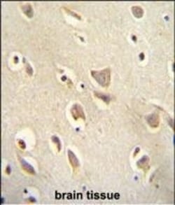 Invitrogen MCHR1 Polyclonal Antibody 400 &mu;L; Unconjugated:Antibodies,