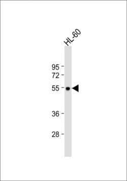 Invitrogen MCHR1 Polyclonal Antibody 400 &mu;L; Unconjugated:Antibodies,