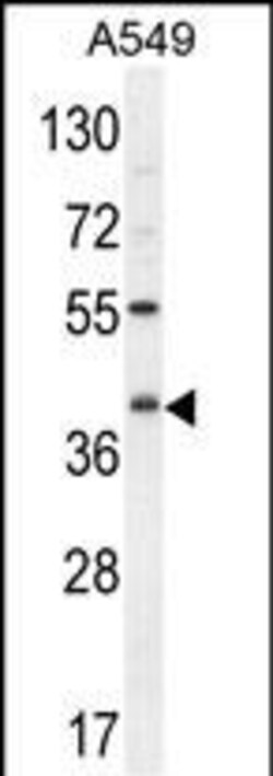 Invitrogen C5AR1 Polyclonal Antibody 400 &mu;L; Unconjugated:Antibodies,
