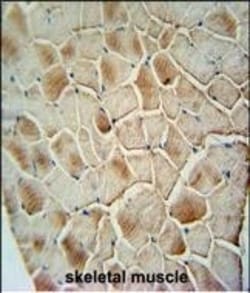 Invitrogen COX10 Polyclonal Antibody 400 &mu;L; Unconjugated:Antibodies,