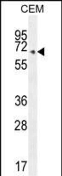 Invitrogen COX10 Polyclonal Antibody 400 &mu;L; Unconjugated:Antibodies,