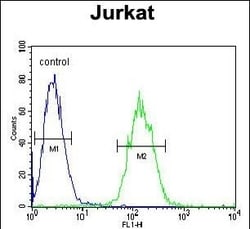 Invitrogen ETS1 Polyclonal Antibody 400 &mu;L; Unconjugated:Antibodies,