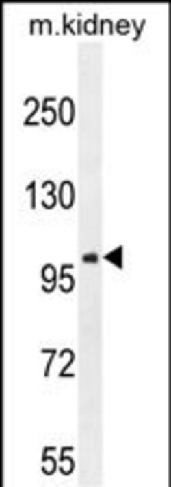 Invitrogen GluR4 Polyclonal Antibody 400 &mu;L; Unconjugated:Antibodies,