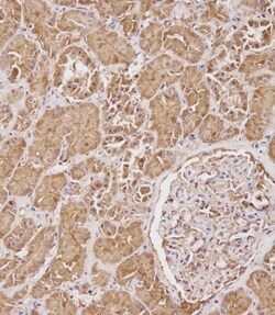 Invitrogen SERPINA6 Polyclonal Antibody 400 &mu;L; Unconjugated:Antibodies,