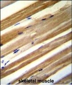 Invitrogen CU070 Polyclonal Antibody 400 &mu;L; Unconjugated:Antibodies,