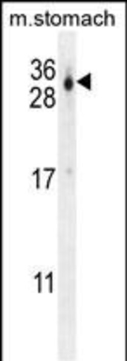 Invitrogen CU070 Polyclonal Antibody 400 &mu;L; Unconjugated:Antibodies,