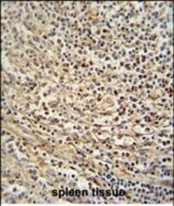 Invitrogen GSDMC Polyclonal Antibody 400 μL; Unconjugated:Antibodies,